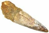 Fossil Spinosaurus Tooth - Real Dinosaur Tooth #366497-1